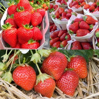 (image for) French Gourmet Strawberry Collection (18 plants)