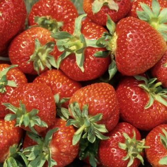 (image for) Strawberry Plants 'Pegasus' (12 plants)