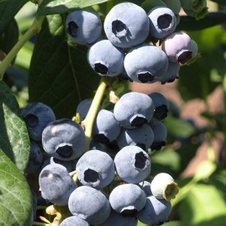 Blueberry Bush 'Draper'
