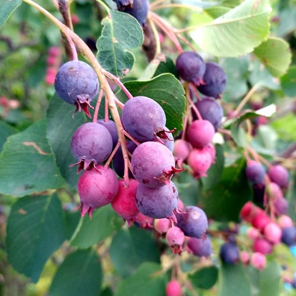 (image for) Saskatoon Bush 'Sleyt'