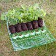 (image for) Raspberry \'Autumn Bliss\' (3 cell grown plants)