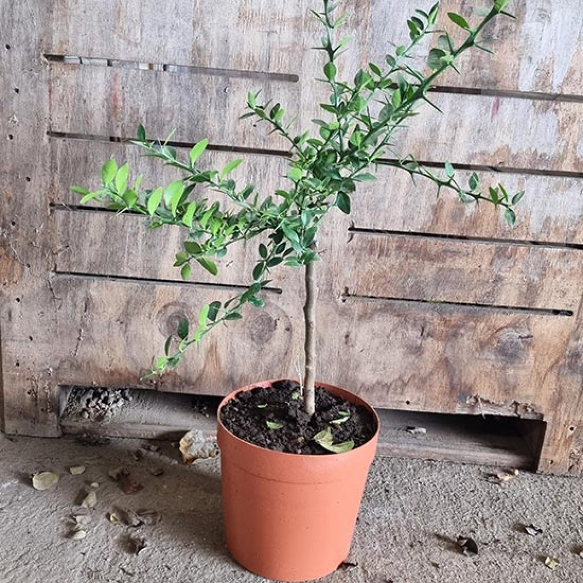 Finger Lime Tree (Caviar Lime) [CTR010] Pomona Fruits