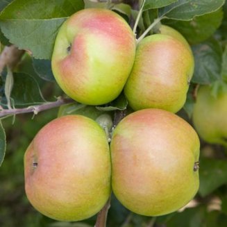 Stepover Apple 'Bramley's Seedling'