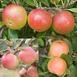 (image for) Cox Lover's Cordon Apple Collection (3 Trees)