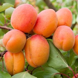 Sibley's Patio Apricot 'Flavorcot'