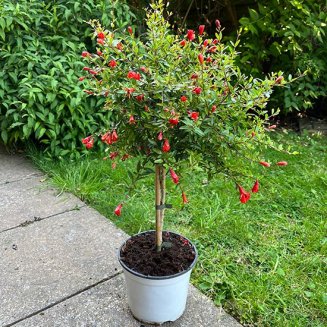 Dwarf Pomegranate Tree 'Nana Gracilissima'