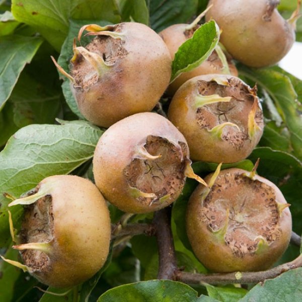 (image for) Medlar Tree 'Westerveld' (Pot Grown)