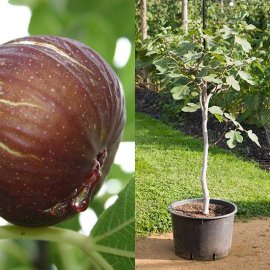 (image for) Standard Fig Tree 'Madeleine de Deux Saisons'
