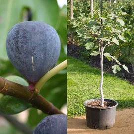 (image for) Standard Fig Tree 'Violette de Bordeaux'