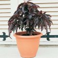 (image for) Dwarf Peach Tree \'Honey Red\'