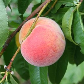 Sibley's Patio Peach 'Avalon Pride'