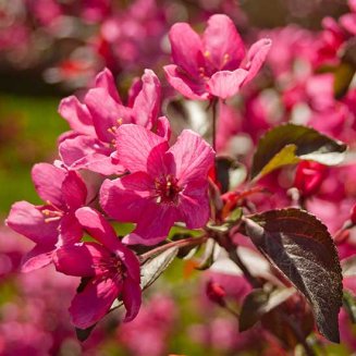 (image for) Malus 'Royal Beauty' (Weeping Crab Apple Tree)