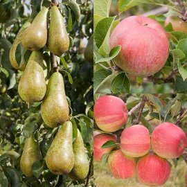 (image for) Cordon Apple & Pear Collection (3 Trees)