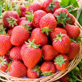(image for) Strawberry Plants 'Honeoye' (12 plants)