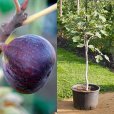 (image for) Standard Fig Tree \'Rouge de Bordeaux\'