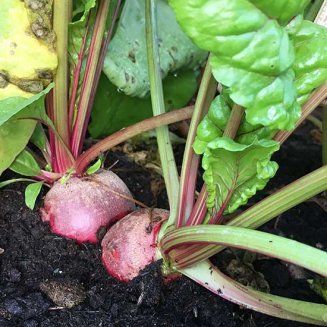 Easy Growers Vegetable Patch