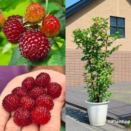 (image for) Raspberry 'Hararasp' (Raspberry Tree)