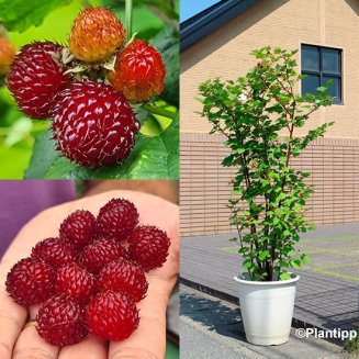 Raspberry 'Hararasp' (Raspberry Tree) (image for) Raspberry 'Hararasp' (Raspberry Tree)