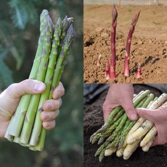 Asparagus Collection (18 crowns)