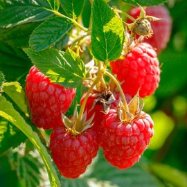 (image for) Raspberry 'Malling Promise'