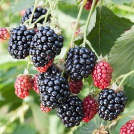 (image for) Blackberry Bush 'Navaho'