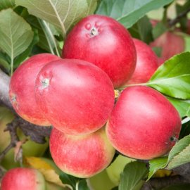(image for) Apple Tree 'Katy'