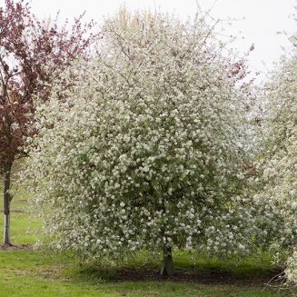 (image for) Pyrus salicifolia 'Pendula' (Willow-Leaved Pear)