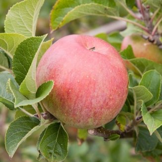 Apple Tree 'Lord Lambourne' (Pot Grown)