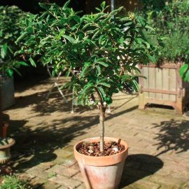 Sibley's Patio Medlar