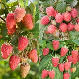 (image for) Summer & Autumn Raspberry Collection (15 canes)