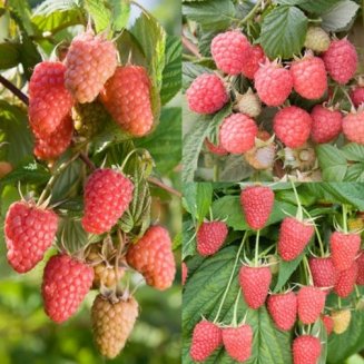 (image for) Summer & Autumn Raspberry Collection (15 canes)
