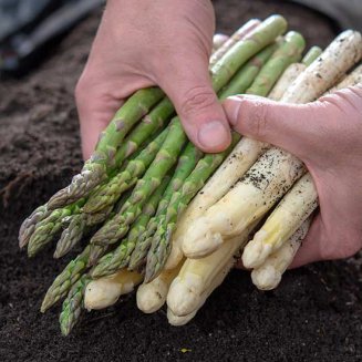 Asparagus 'Vittorio' (12 crowns)