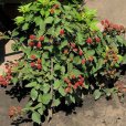 Blackberry Bush \'Tiny Black\'