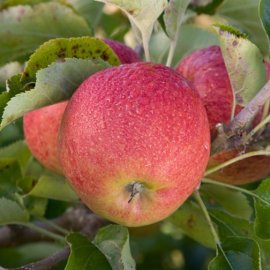 (image for) Cordon Apple 'Jonagold'