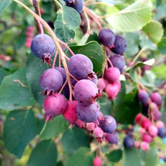 (image for) Saskatoon Bush 'Sleyt'