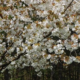 Prunus 'Tai-haku' (Great White Cherry)