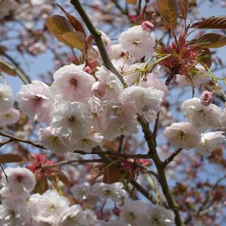 Prunus 'Shirofugen' (Japanese Flowering Cherry)