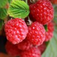 (image for) Patio Raspberry \'Ruby Beauty\'