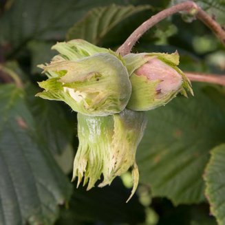Filbert Tree 'Pearson's Prolific' (Hazelnut) (image for) Filbert Tree 'Pearson's Prolific' (Hazelnut)
