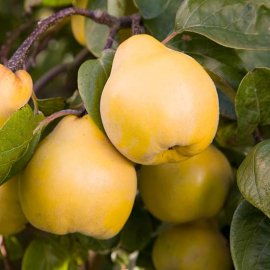 Quince Tree 'Vranja'