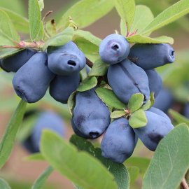 (image for) Honeyberry Bush 'Giant's Heart'