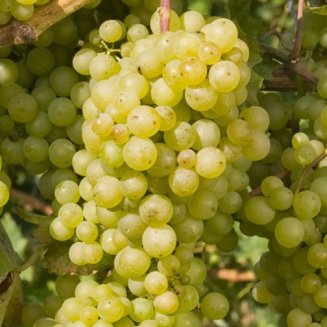 Grape Vine 'Perlette' (Pot Grown)
