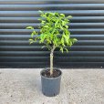 (image for) Yuzu Lemon Tree