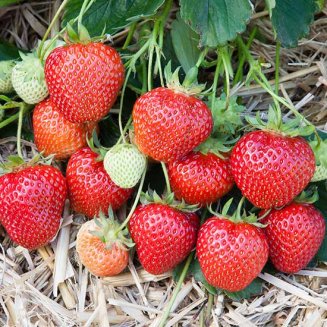 (image for) Strawberry Plants 'Marshmello' (12 plants)