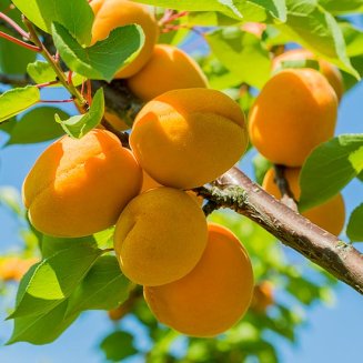 (image for) Apricot Tree 'New Large Early'