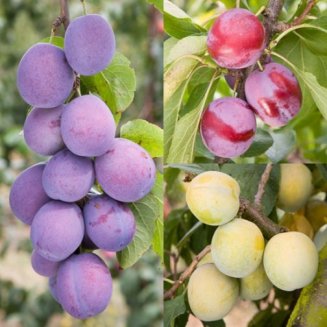 Plum & Gage Collection (3 Trees)