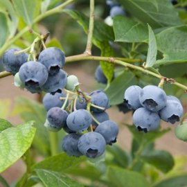(image for) Blueberry Bush 'Spartan'