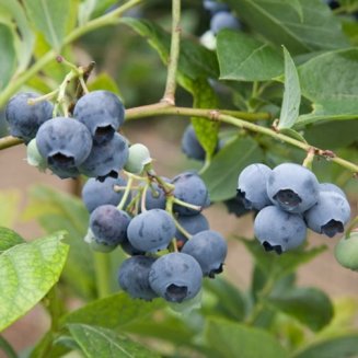 (image for) Blueberry Bush 'Spartan'