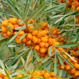 Sea Buckthorn Hedging (12 plants)