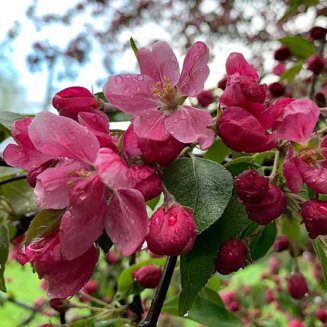 Malus 'Profusion Improved' (Crab Apple Tree)